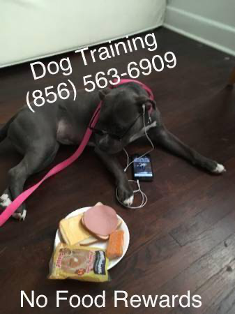 Complete canine off leash