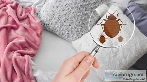 Avail The Bed Bug Heat Treatment In Houston
