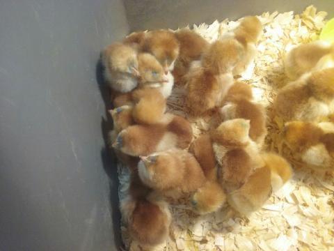 Rhode Island Red Chicks