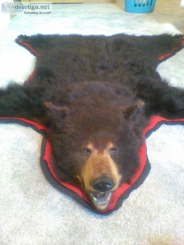Classic black bear rug