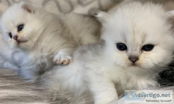 Persian Kittens