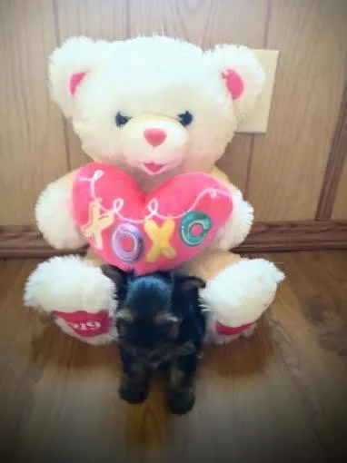 Valentines Day Miniature Yorkie s