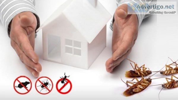 Ottawa Pest Control Companies