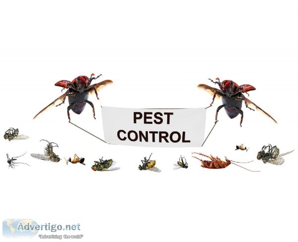 Best Pest control marietta ga
