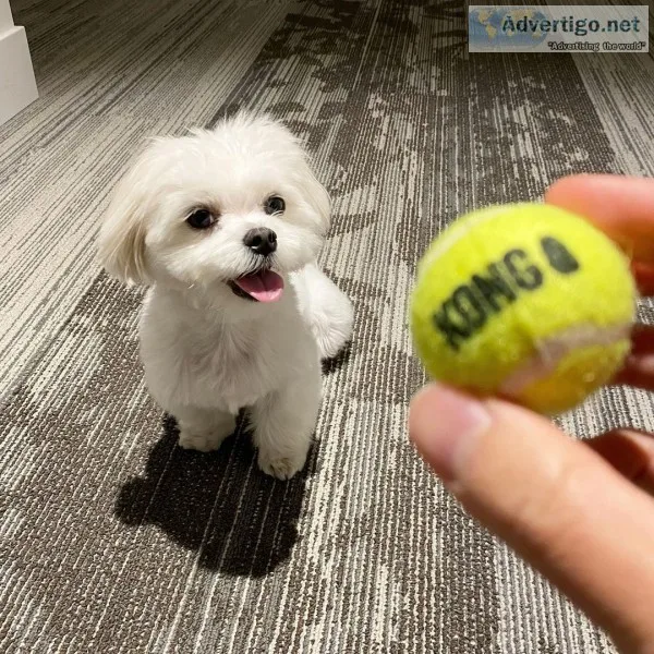Don-maltese puppy buy now