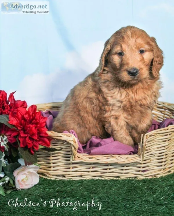 Donna Female Goldendoodle