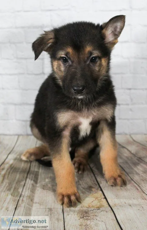 Kennedy Male AKC German Shepherd
