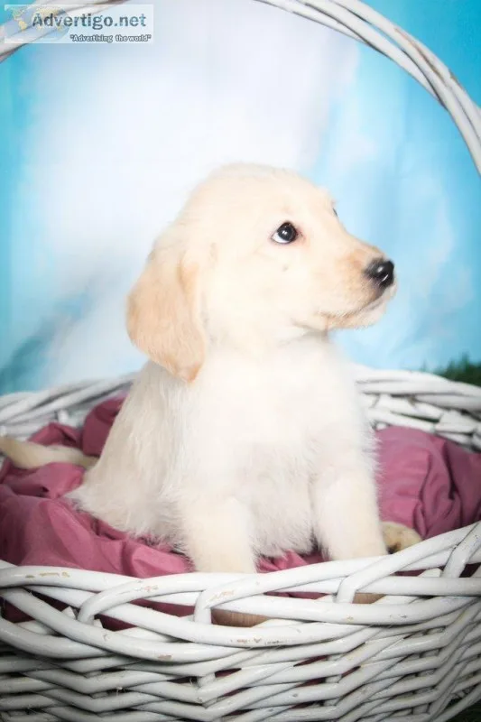 Izzy Female Labradoodle