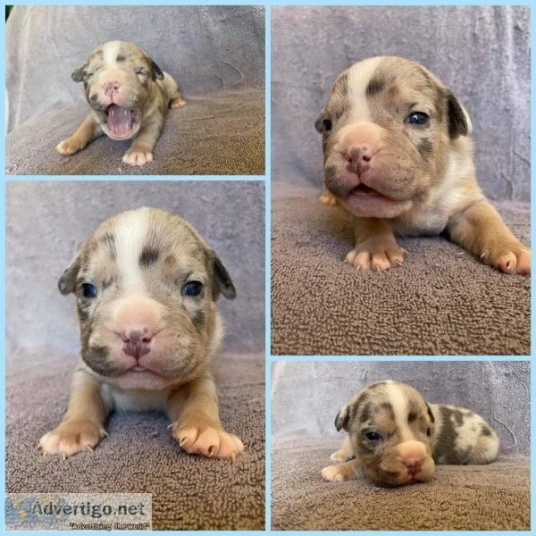Milo Male ABKC American Bully