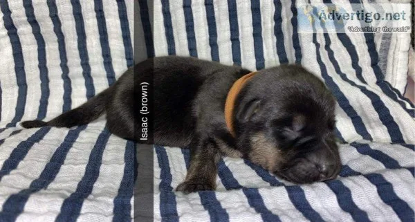 Issac Male AKC German Shepherd