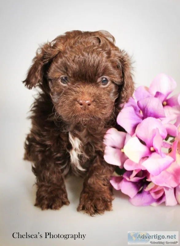 Bailey Female Shihpoo