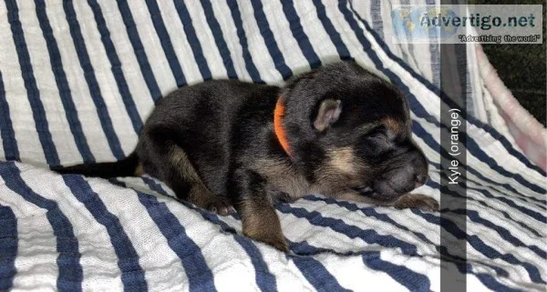 Kyle Male AKC German Shepherd