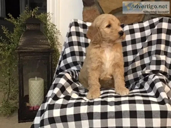 Molly Female F1 Goldendoodle