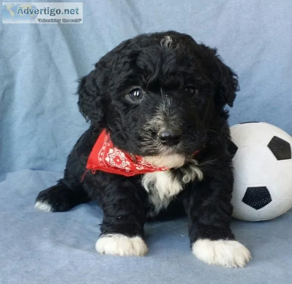 Mickey Male Mini Sheepadoodle