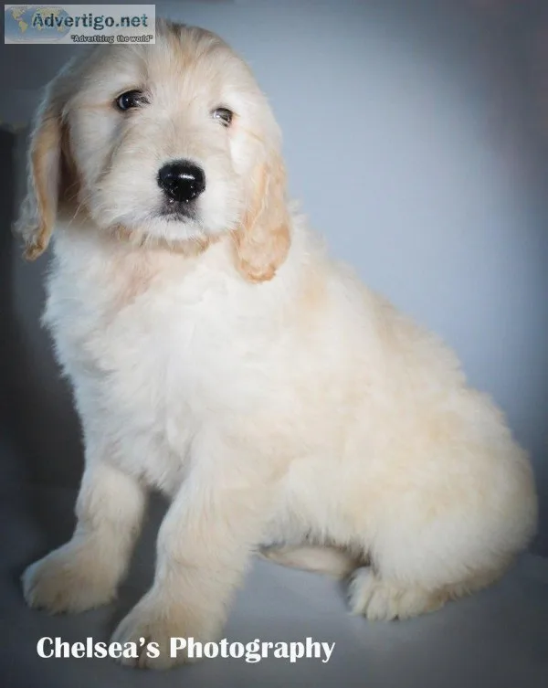 Rose Female Goldendoodle