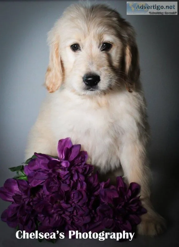 Orchard Female Goldendoodle