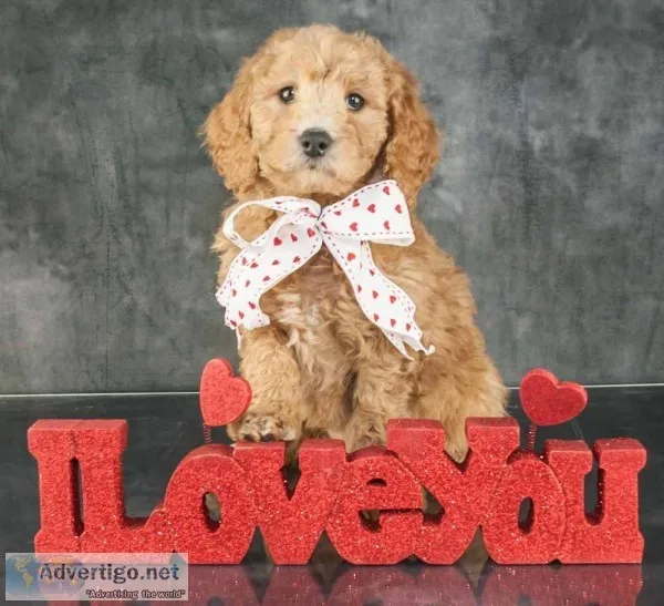 Angel Female F1B Goldendoodle