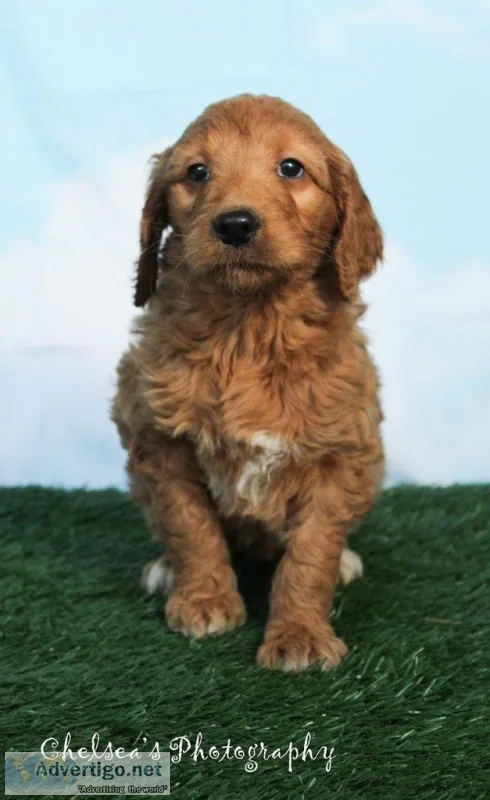 Darla Female Goldendoodle
