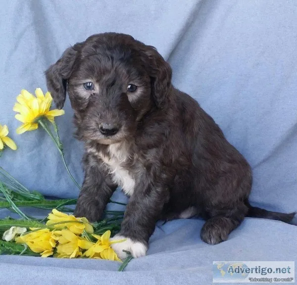 Lucky Male Mini Sheepadoodle