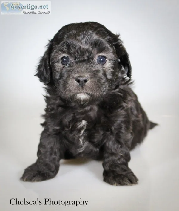 Snickers Female Shihpoo