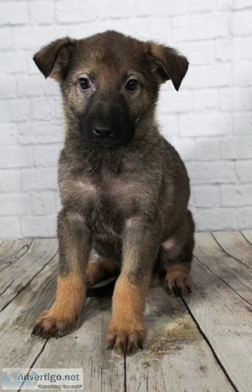 Kaden Male AKC German Shepherd