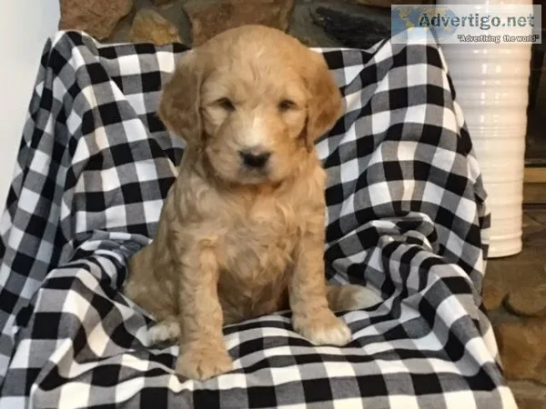 Sasha Female F1 Goldendoodle