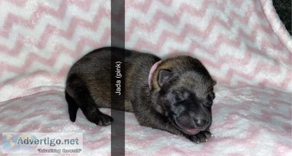 Jada Female AKC German Shepherd