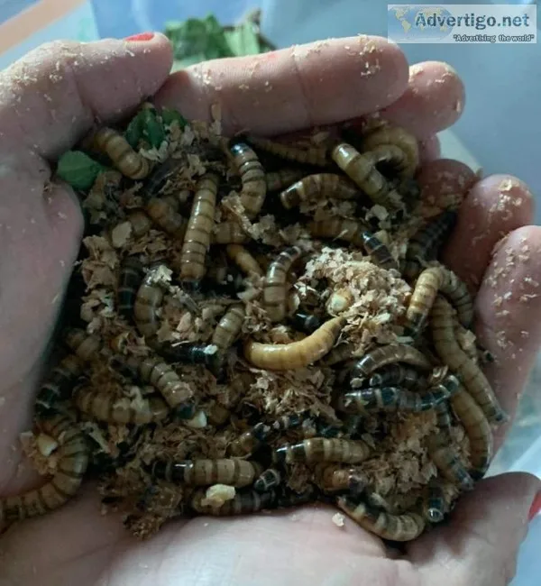 Feeder bugs