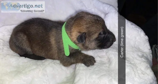 Carter Male AKC German Shepherd
