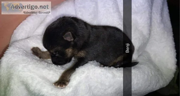 Benji Male AKC German Shepherd