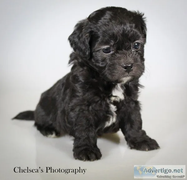 Mocha Female Shihpoo