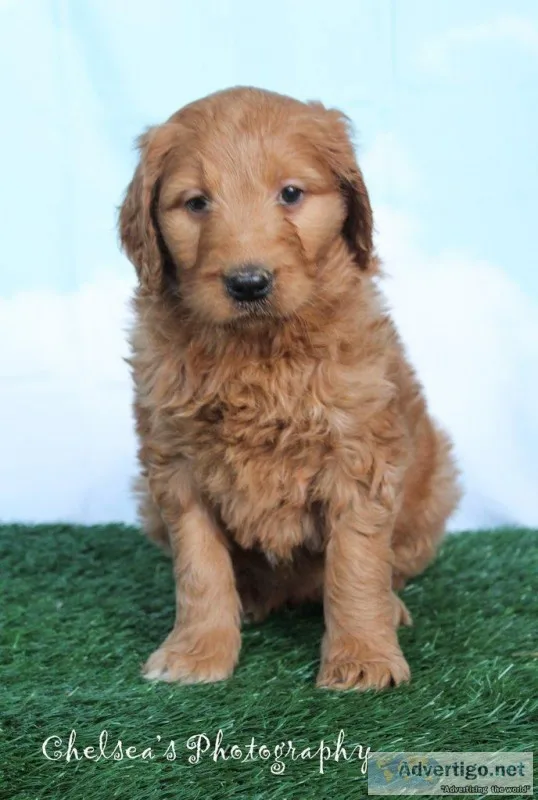 Daisy Female Goldendoodle