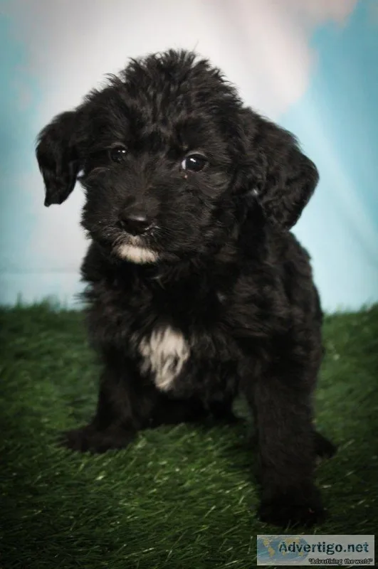 Bella Female Labradoodle