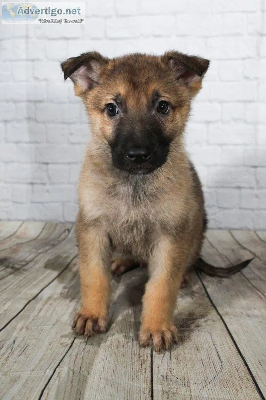 Kayleb Male AKC German Shepherd