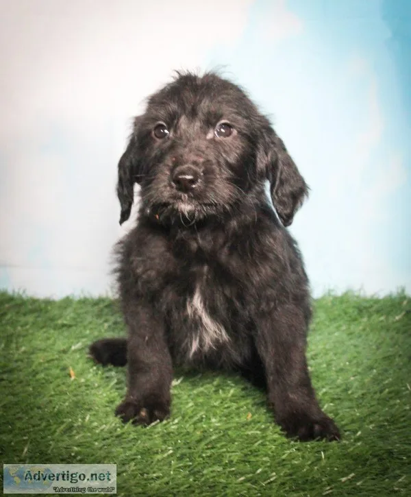 Merphie Male Labradoodle
