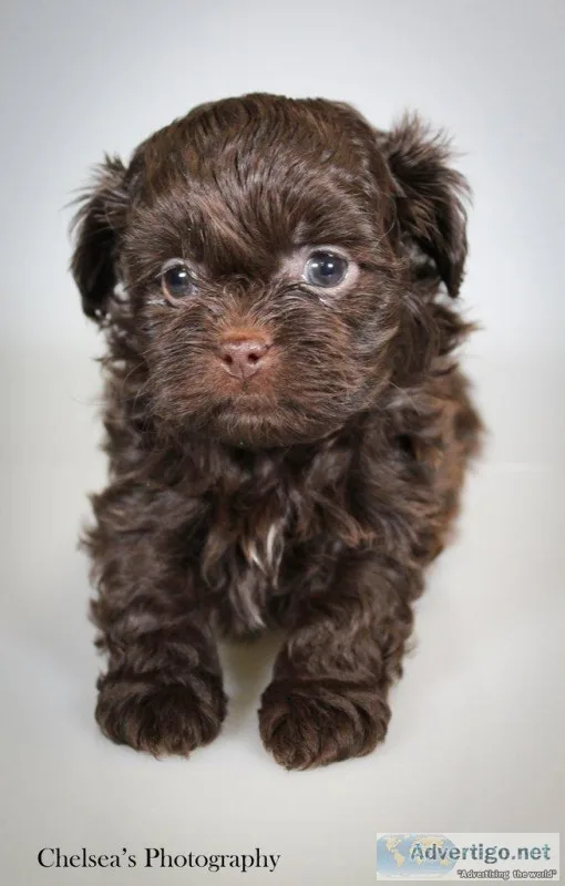 Buddy Male Shihpoo