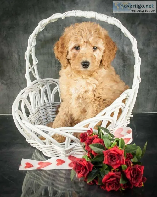 Lilly Female F1B Goldendoodle