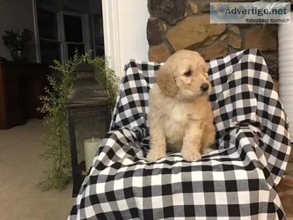 Zoe Female F1 Goldendoodle