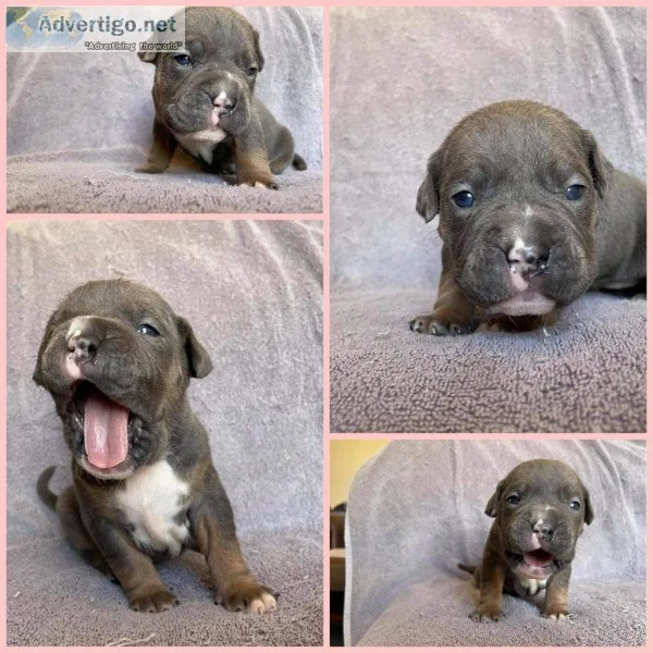 Rose Female ABKC American Bully