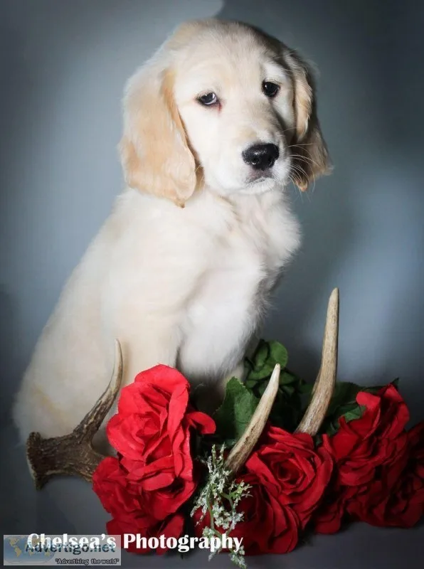 Gardner Male Goldendoodle