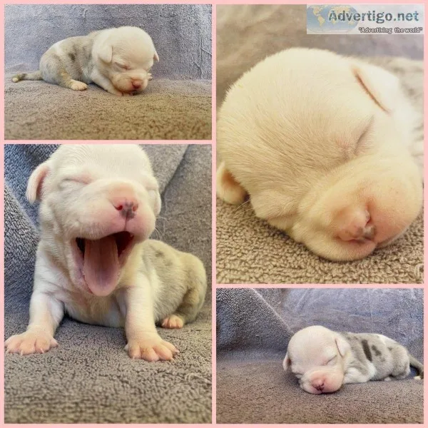 Bubble Female ABKC American Bully
