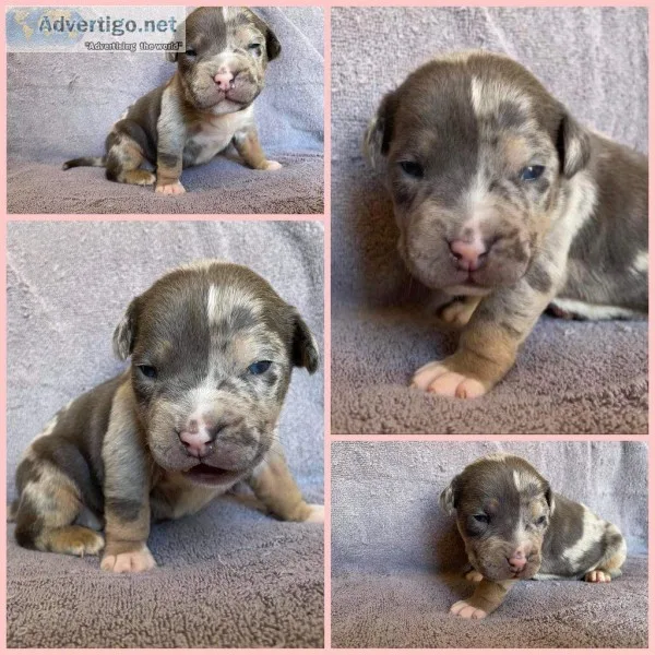 Ava Female ABKC American Bully