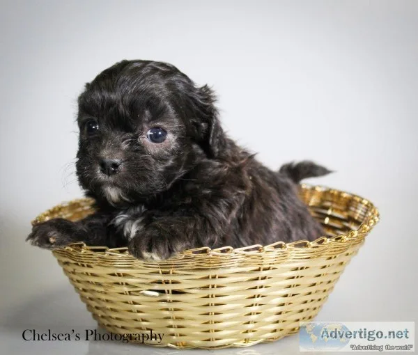 Little Bit Male Shihpoo