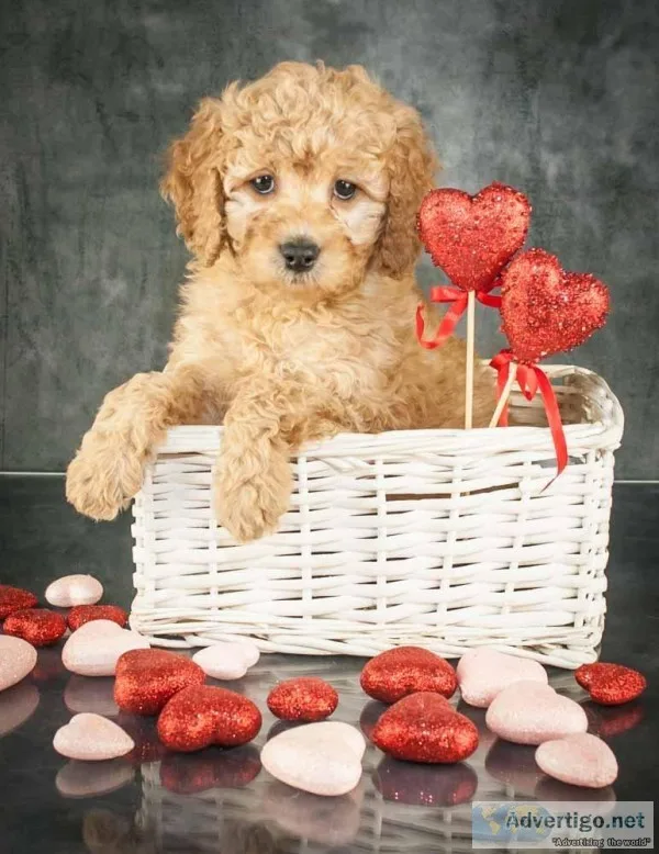 Cali Female F1B Goldendoodle