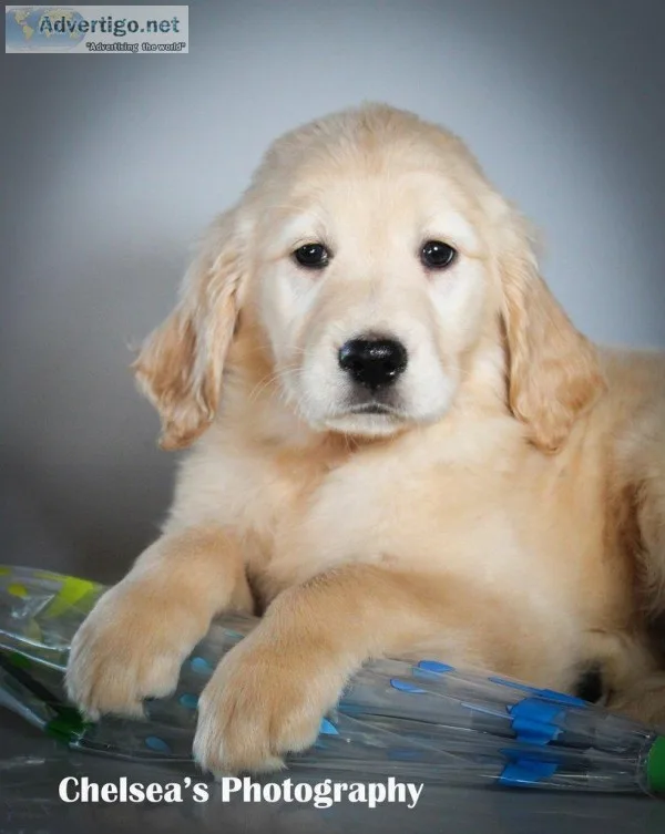 Posie Female Goldendoodle