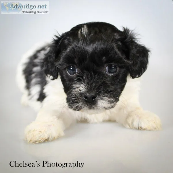 Tornado Male Shihpoo