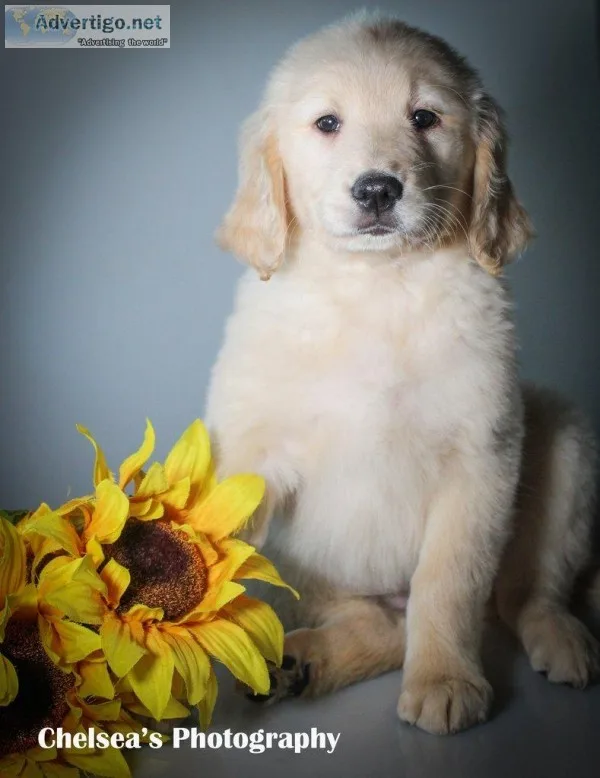 Sunflower Female Goldendoodle
