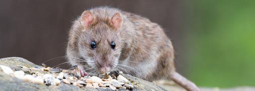 Best Rodent Control in Marietta