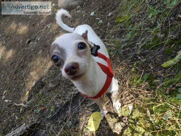 Lost Chihuahua Help luka get home