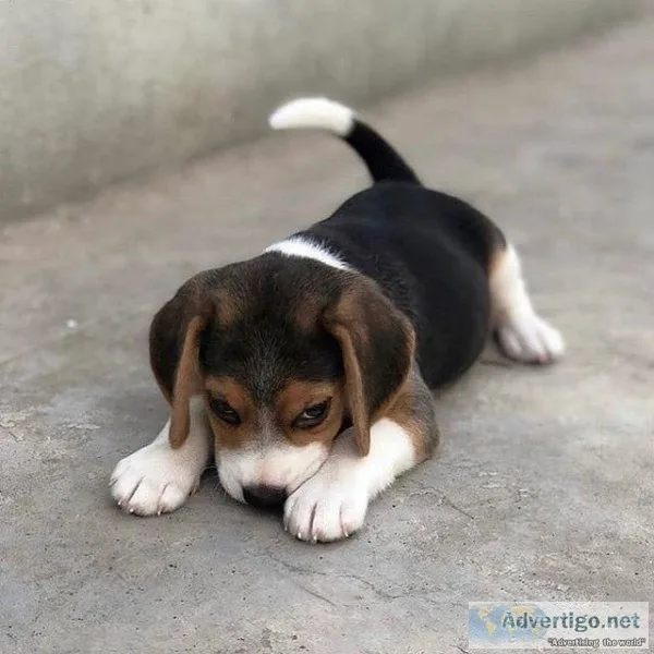 Outstanding beagle puppies for sale